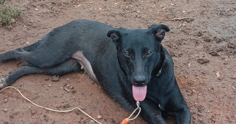 Labradororica je otišla u prvu šetnju izvan azila, pogledajte kako je reagirala