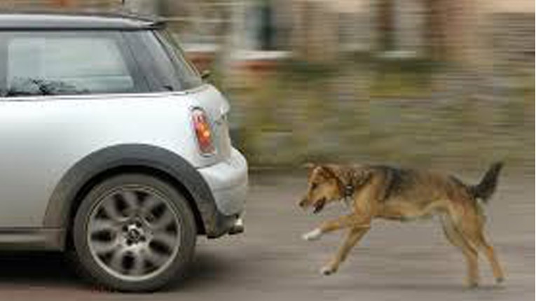 Saznajte zašto psi vole trčati za automobilima