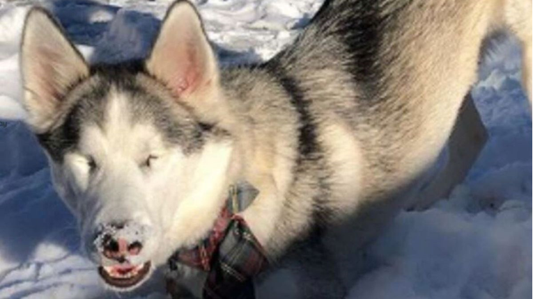 Slijepi haski nije mogao obuzdati uzbuđenje kad je osjetio da pada snijeg