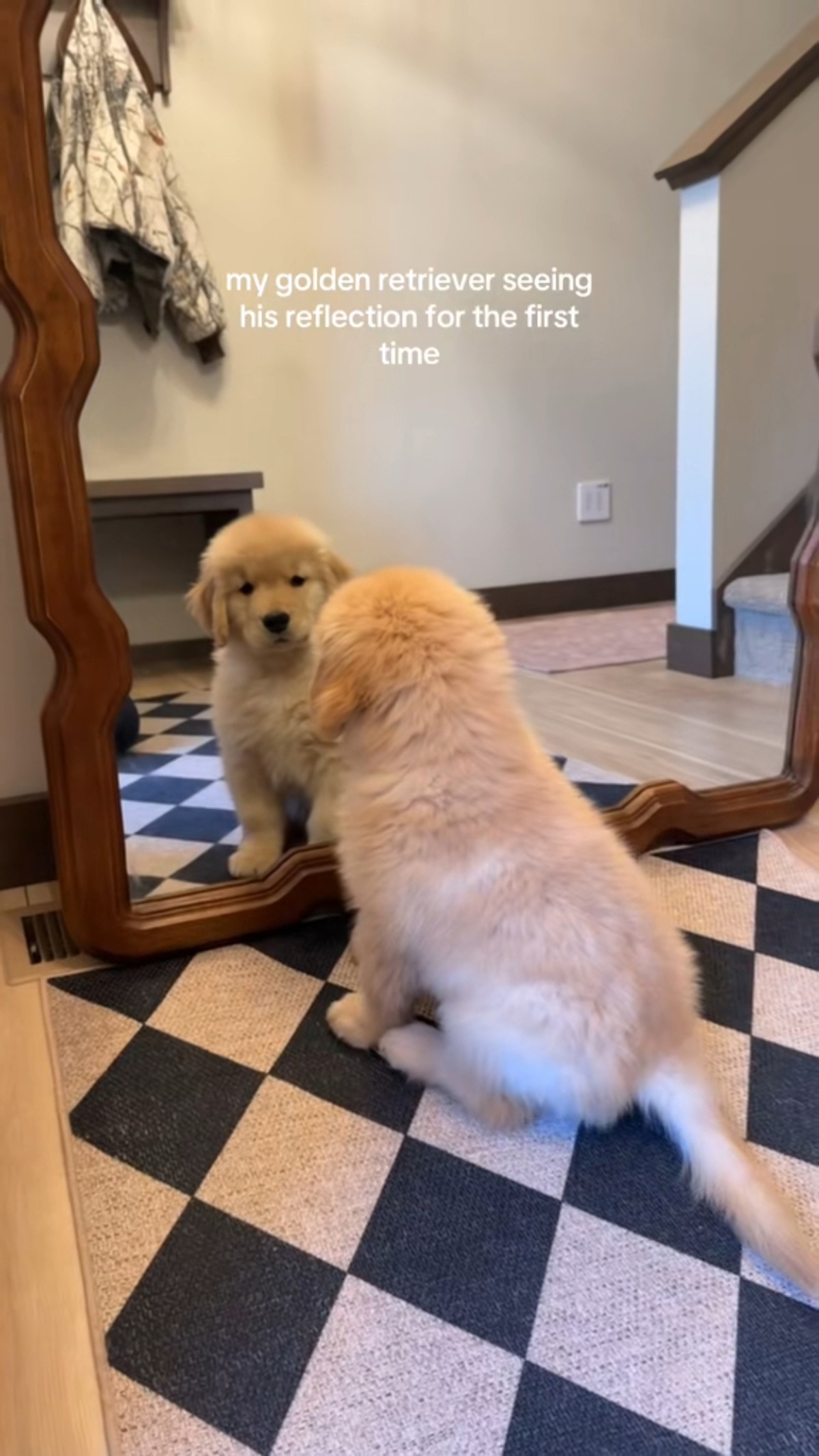 Štene zlatnog retrivera prvi put ugledalo svoj odraz u ogledalu, snimka je hit