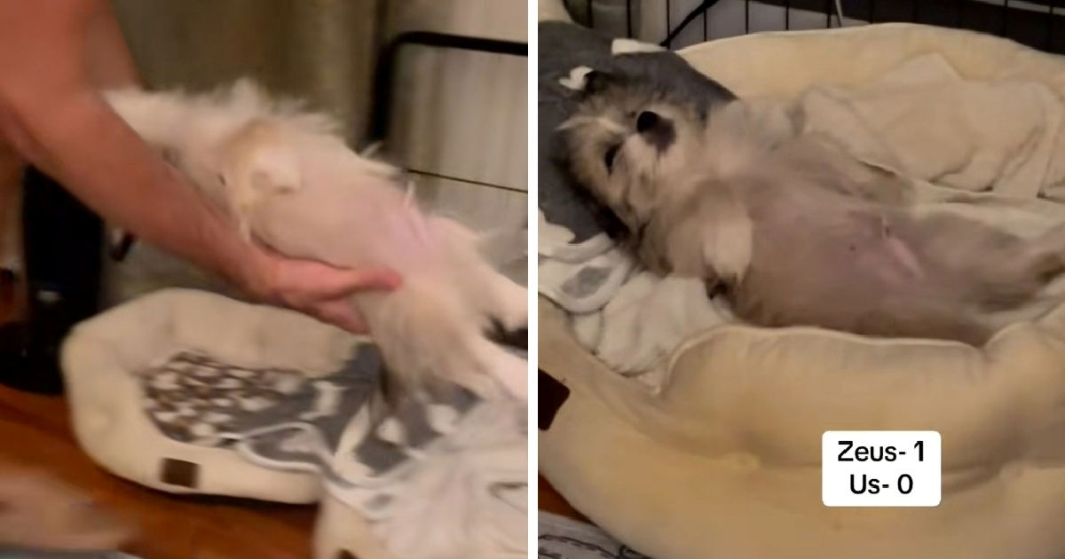 Pas Zeus glumi da spava kako bi ga vlasnik nosio u krevet. Video je presladak