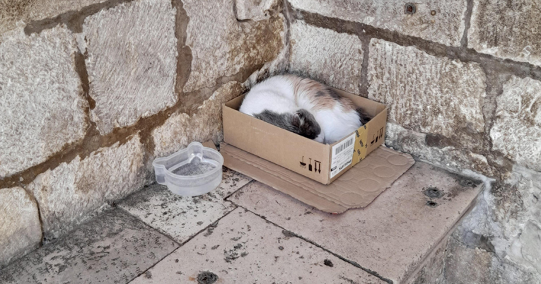 Nova fotka dubrovačke mačke Anastazije izazvala raspravu, spava u kartonskoj kutiji