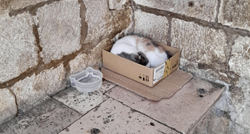 Nova fotka dubrovačke mačke Anastazije izazvala raspravu, spava u kartonskoj kutiji