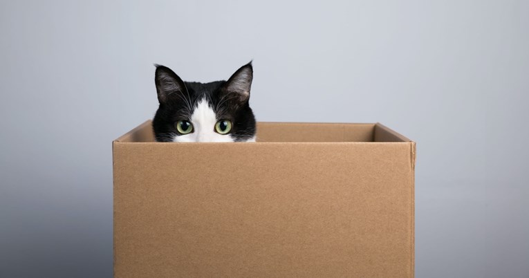 Znanstvenici objasnili zašto se mačke toliko vole skloniti u kartonsku kutiju