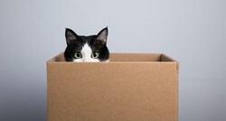 Mačke se obožavaju skrivati u kartonskim kutijama. Evo zašto je to tako