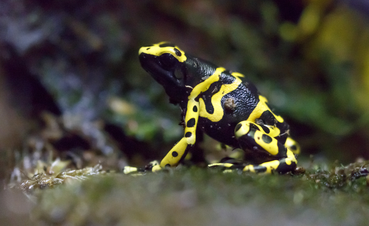 Kakav je to otrov žabe streličarke kojim je navodno ubijen Navaljni?