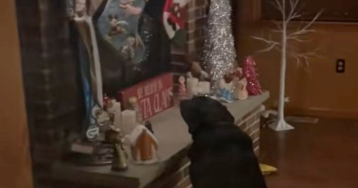 Labrador se sje&#x107;a bo&#x17E;i&#x107;nog poklona, snimka postala viralni hit