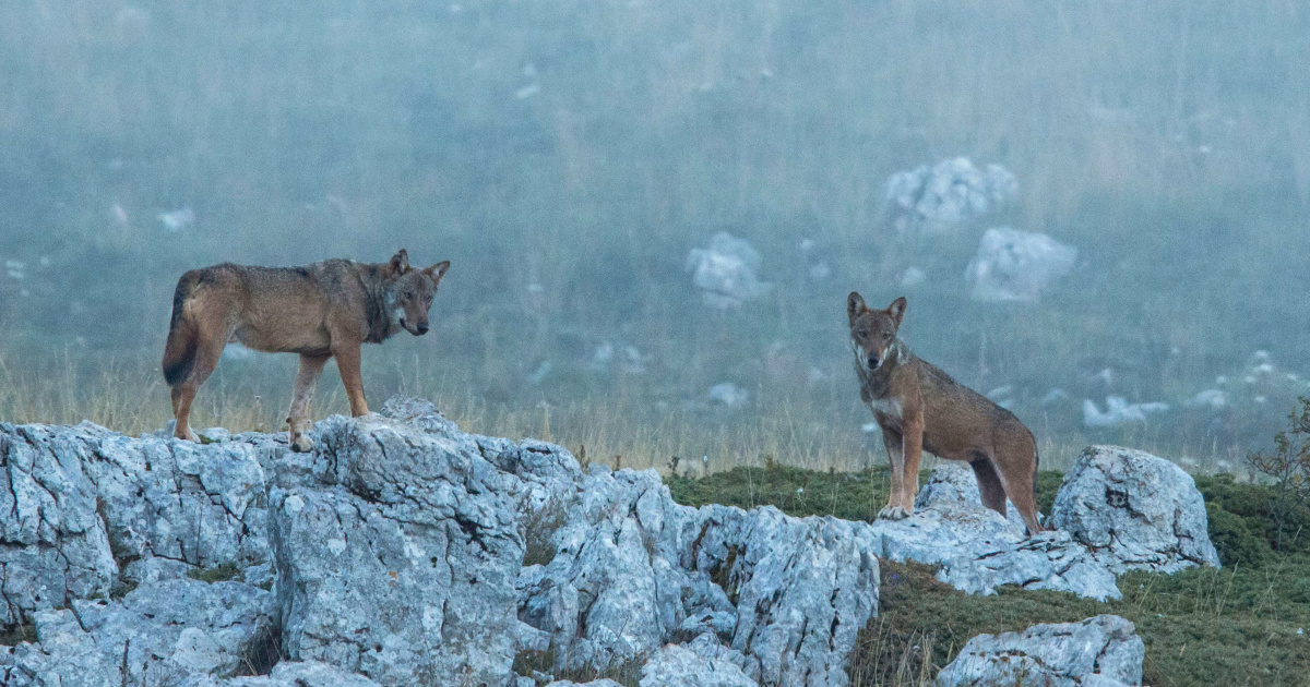 U nacionalnom parku u Italiji nađeno 18 mrtvih vukova. Sumnja se na trovanje
