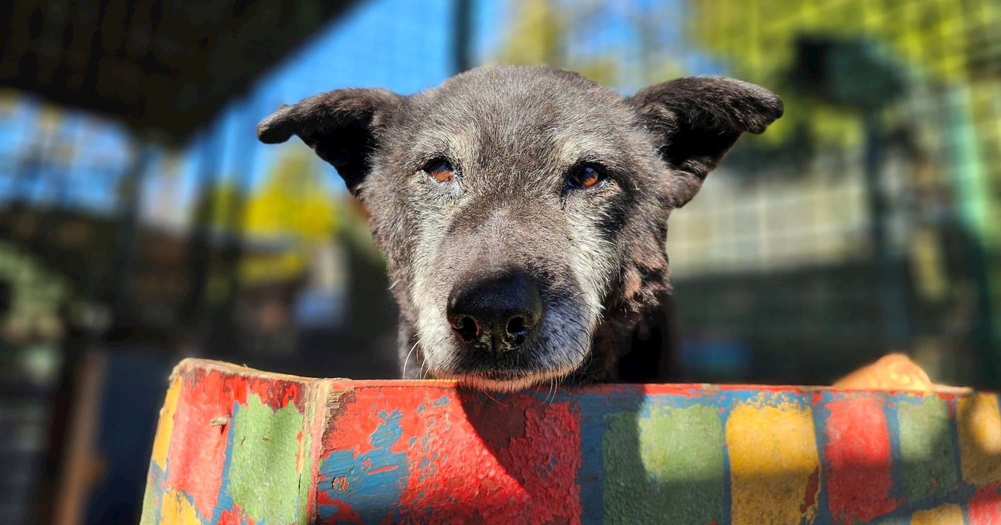 Crna je najstariji pas osječkog azila. Više od 16 godina čeka svoj dom