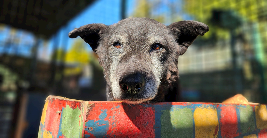 Crna je najstariji pas osječkog azila. Više od 16 godina čeka svoj dom