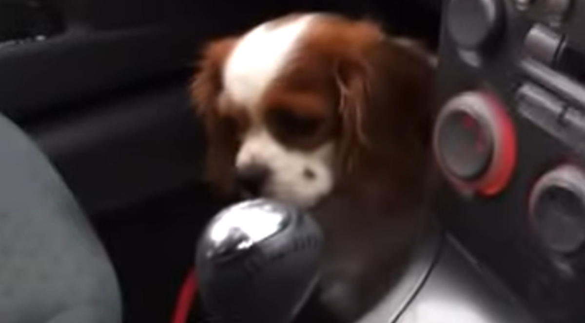 Kada je shvatila da ide veterinaru, u sekundi se pretvorila u potpuno drugog psa