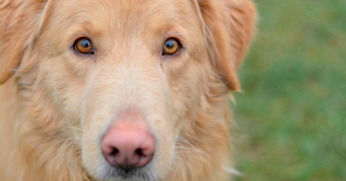 Život su proveli u teškim uvjetima: Četiri prekrasna križanca retrivera traže dom