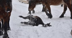 FOTO Pogledajte kako se ovaj mladi magarac igrao na snijegu na Biokovu