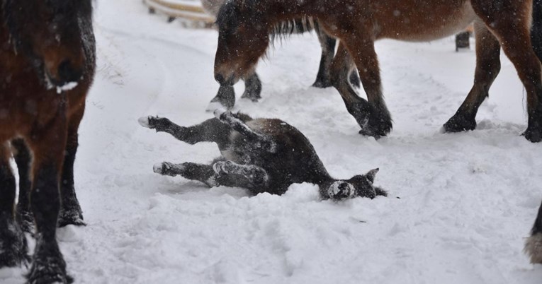 FOTO Mladog magarca razveselio je snijeg na Biokovu. Pogledajte kako se igrao