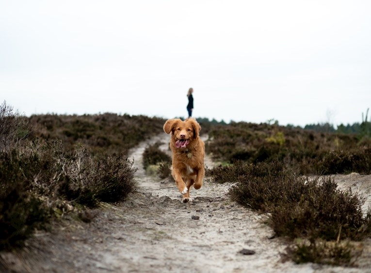 Je li vaš pas savršen partner za trčanje?