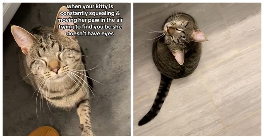 Način na koji slijepa mačka traži vlasnika postao je viralan: "Nikad ne dosadi"
