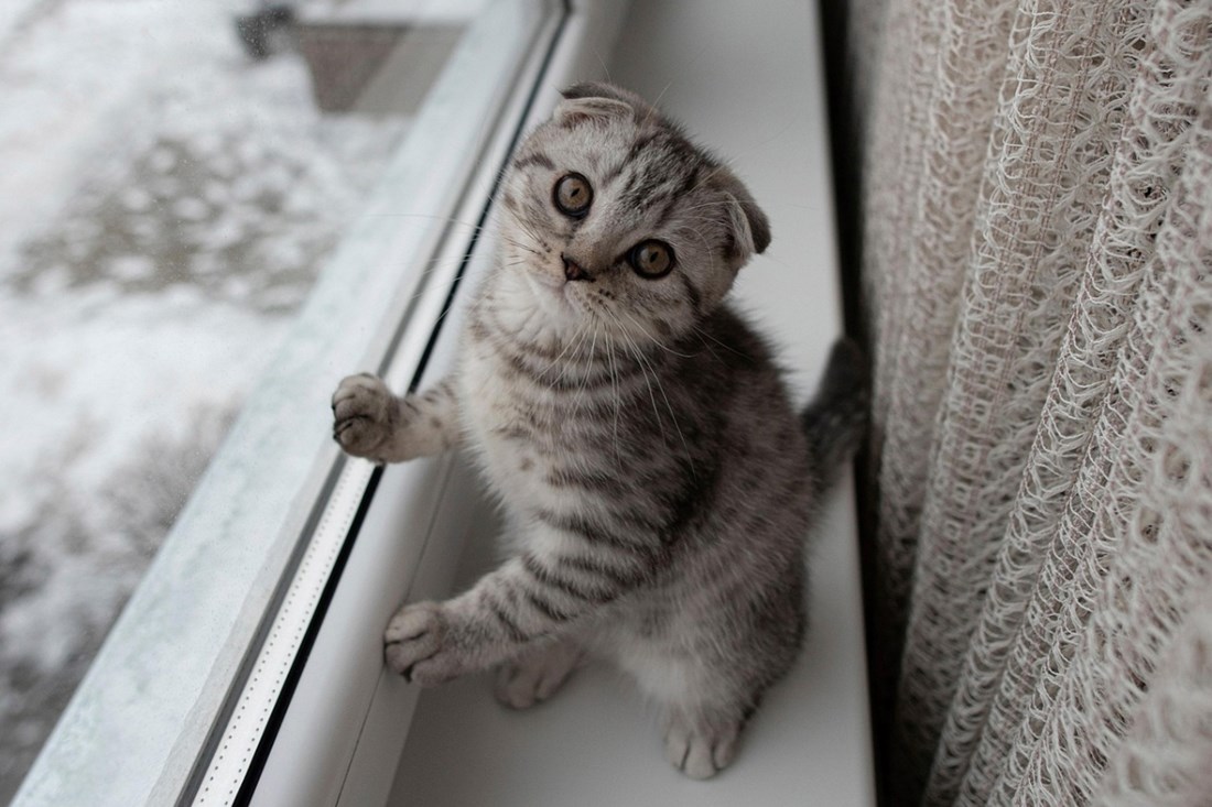 Ovo je 5 najboljih pasmina mačaka za vlasnike početnike prema veterinaru