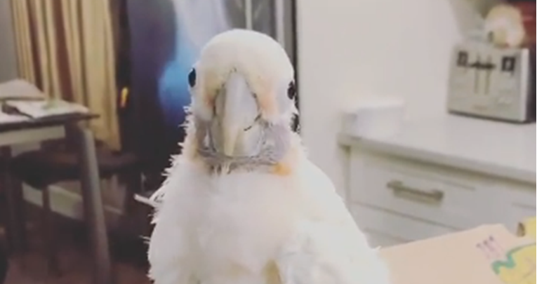 Papiga Coco ponaša se poput nestašnog djeteta, ali vlasnici je obožavaju