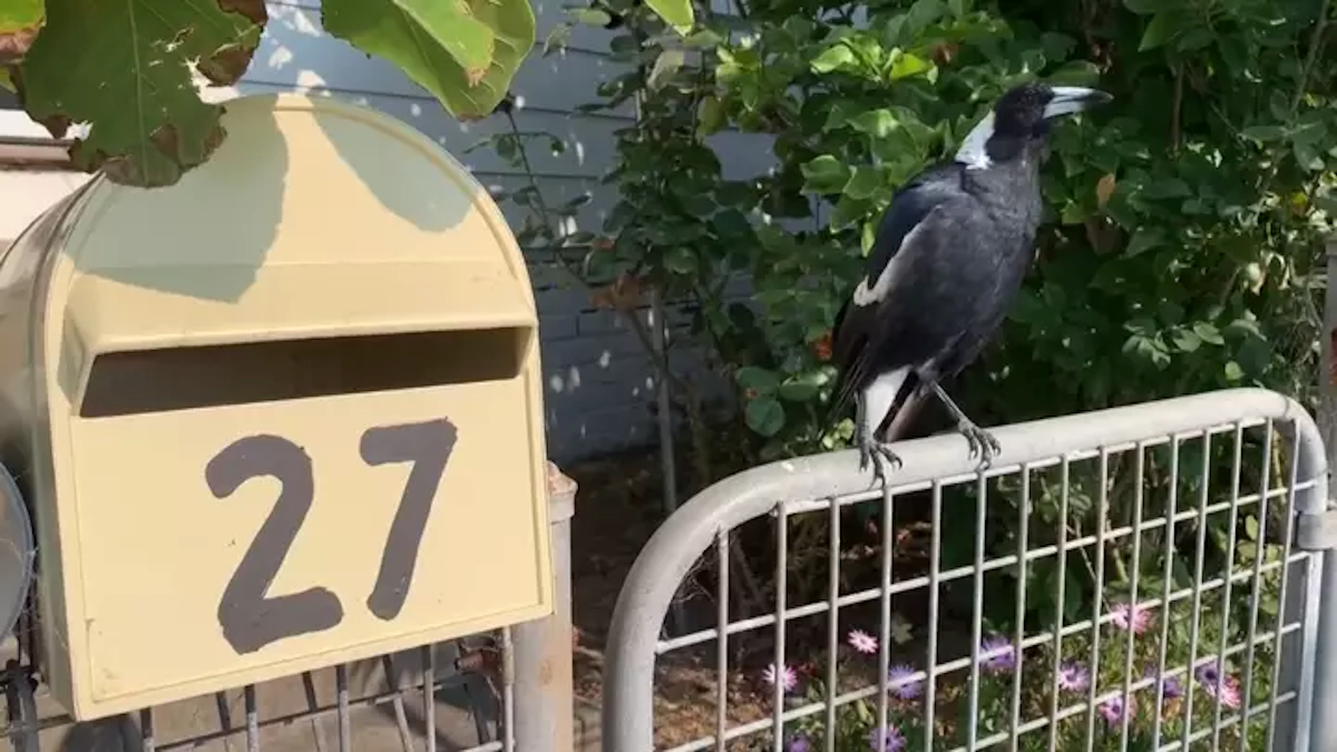 Svraka oponaša zvuk sirene. To je čudesno i tužno u isto vrijeme, evo zašto