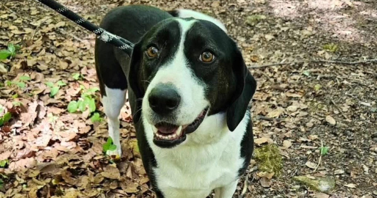 Lijepa Soul više od dvije godine čeka da je netko poželi učiniti svojom. Pomozimo joj