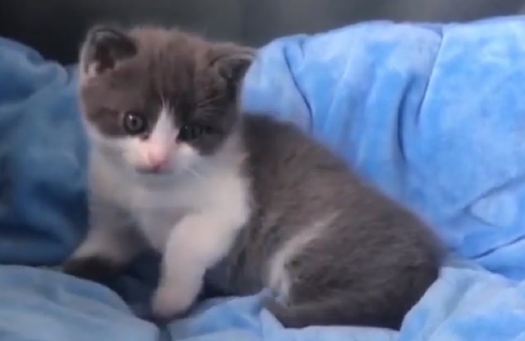 U Kini klonirana prva mačka
