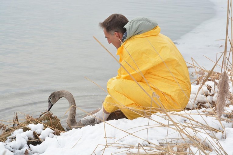 Veterinarska komora: Kod simptoma ptičje gripe odmah kontaktirati veterinare