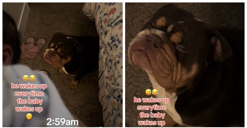 Novorođenče počelo plakati i probudilo psa, njegova reakcija je sve