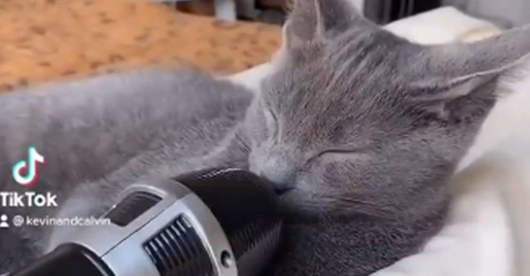 Dok je mačak spavao, vlasnica postavila mikrofon i snimila kako diše, snimka je hit