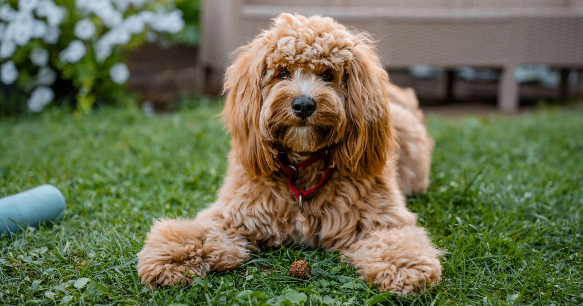 Studija: Križanci pudla mogu imati više problema u ponašanju nego čistokrvni psi
