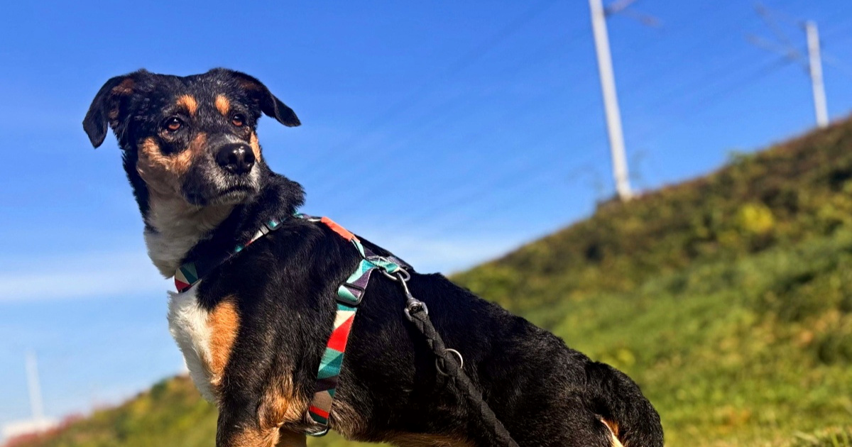 Kiko traži dom: Živio je u teškim uvjetima, a nakon smrti vlasnice završio je u azilu