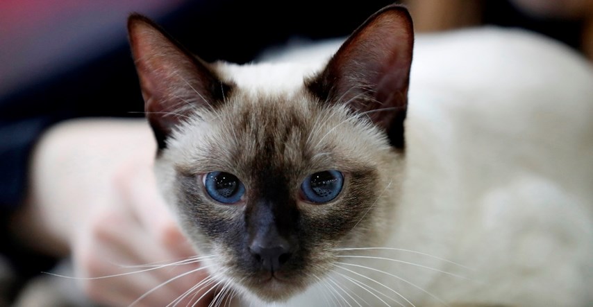 Zabavne činjenice koje dokazuju da su sijamske mačke jedna od najposebnijih pasmina