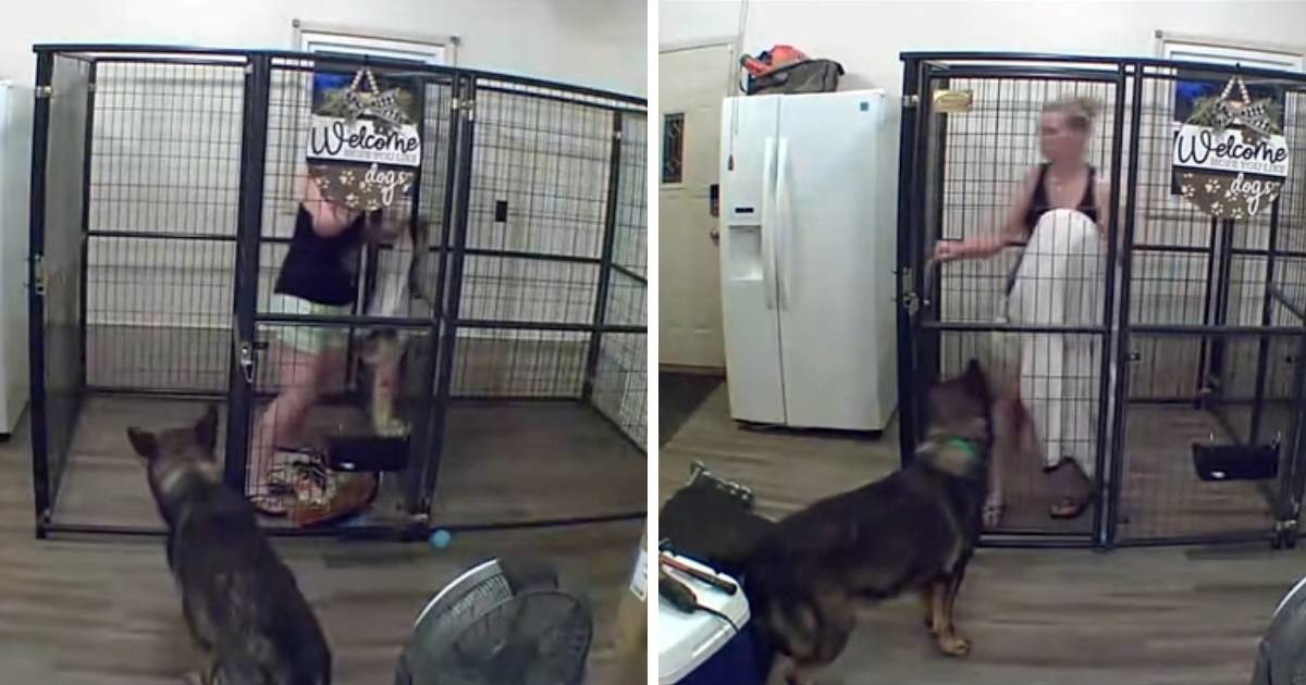 Vlasnica je pokušala očistiti kavez svog njemačkog ovčara, ali on je imao drugi plan