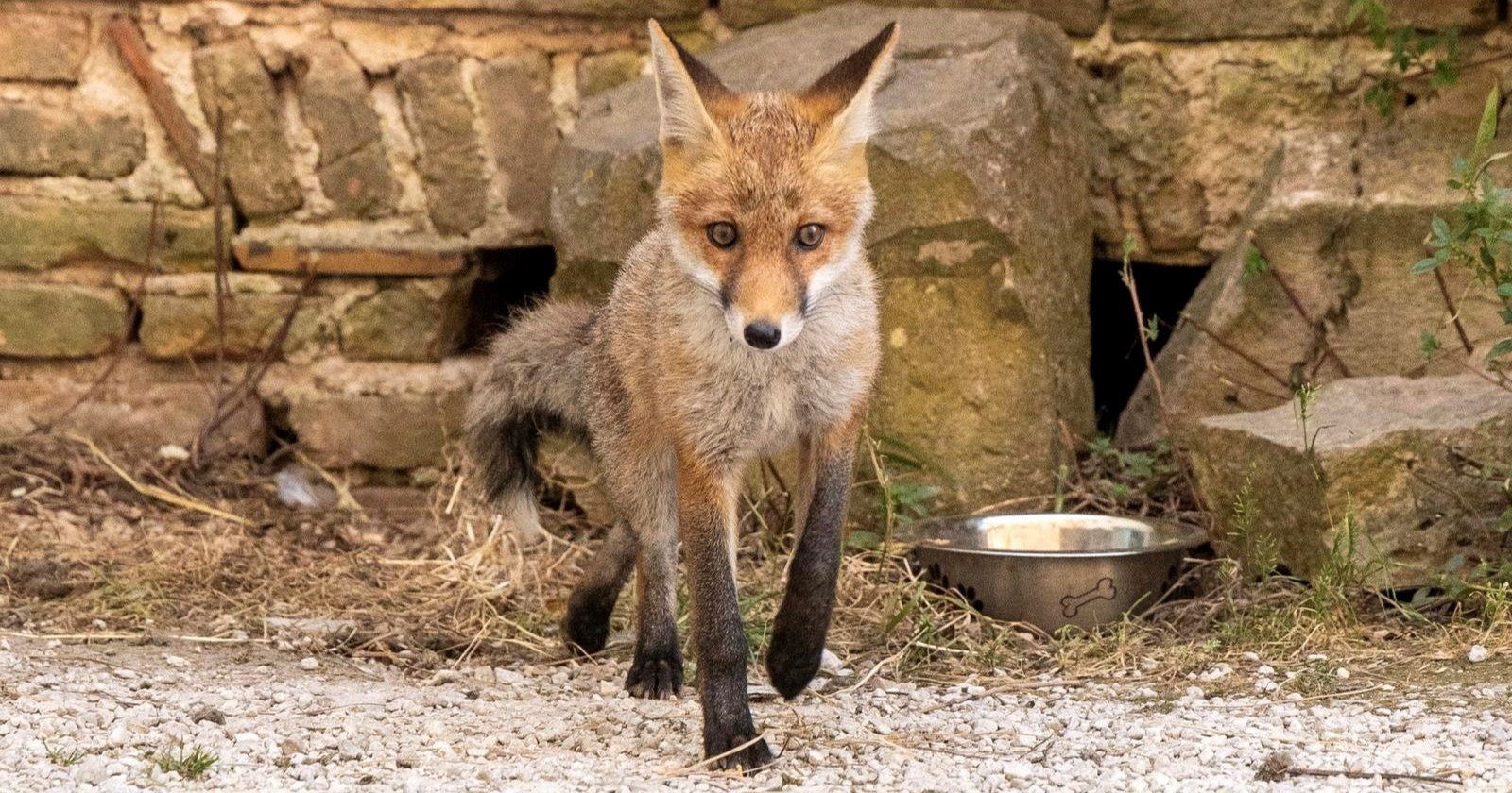 Mala lisica se udomaćila kod pulskog Kaštela, navikla se na ljude