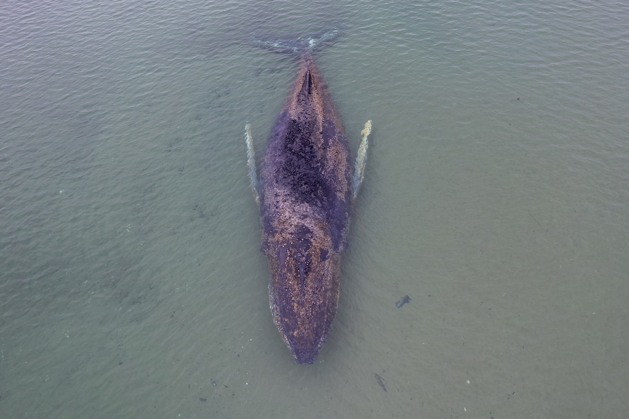 FOTO Grbavi kit nasukan duž njemačke obale konačno slobodno otplivao