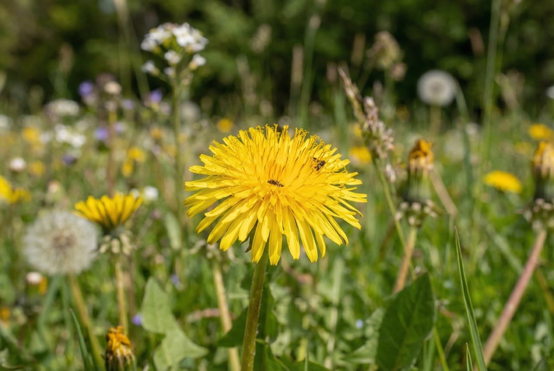 Bilje koje možete jesti - raste na livadama, a mnogi ga ignoriraju