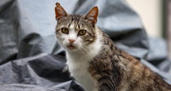 FOTO Ova mačka privukla je pažnju fotografa u Zadru