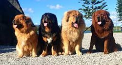 Tibetanski mastif: Zanimljivosti o pasmini koja pripada najskupljim psima