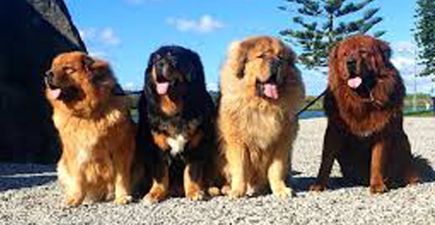 Tibetanski mastif: Zanimljivosti o pasmini koja pripada najskupljim psima