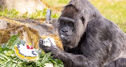 Najstarija gorila na svijetu proslavila 65. rođendan