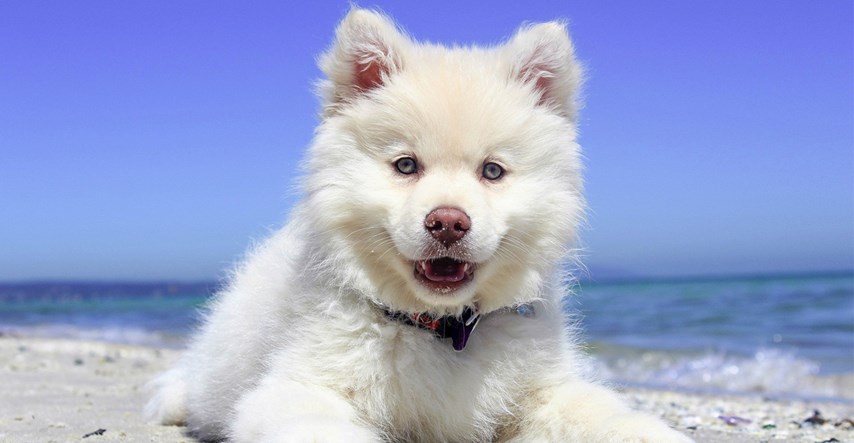 Doznajte 15 zanimljivih činjenica o psima koje možda niste znali