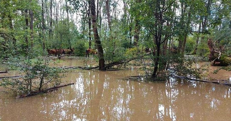 Spašeni konji iz poplavljenog Odranskog polja, civilna zaštita ih našla dronovima