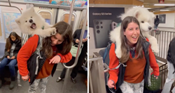 Djevojka nabavila ruksak kako bi svog samojeda od 23 kilograma mogla nositi na leđima