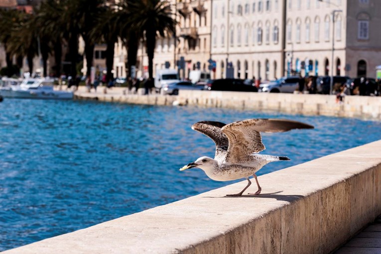 Splitski vatrogasci spašavali galeba s vrha zgrade