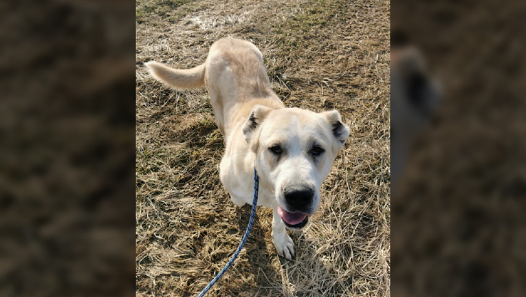 Leska obožava ljude, no već dugo čeka svoj dom u Dumovcu