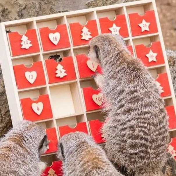 Nestrpljivi merkati u zoološkom vrtu otvorili čitav adventski kalendar