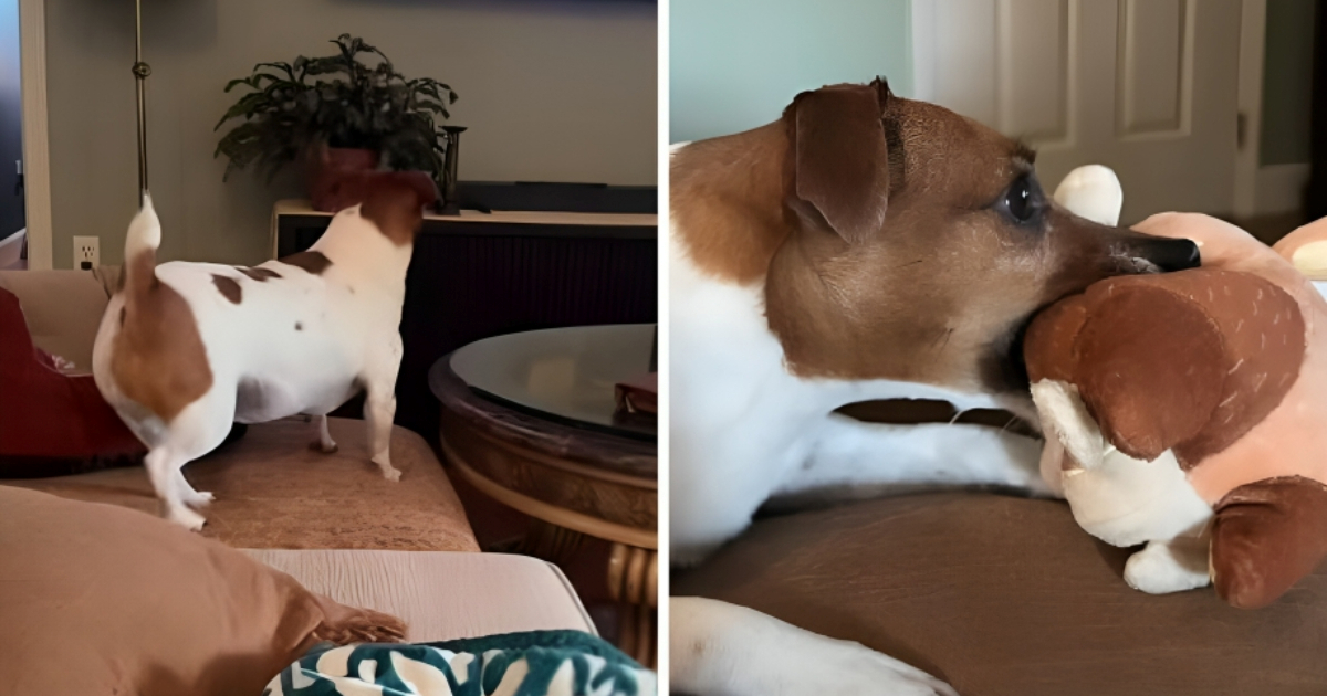 Kujica Marcy ne gleda crtiće bez svoje omiljene igračke. Video je presladak