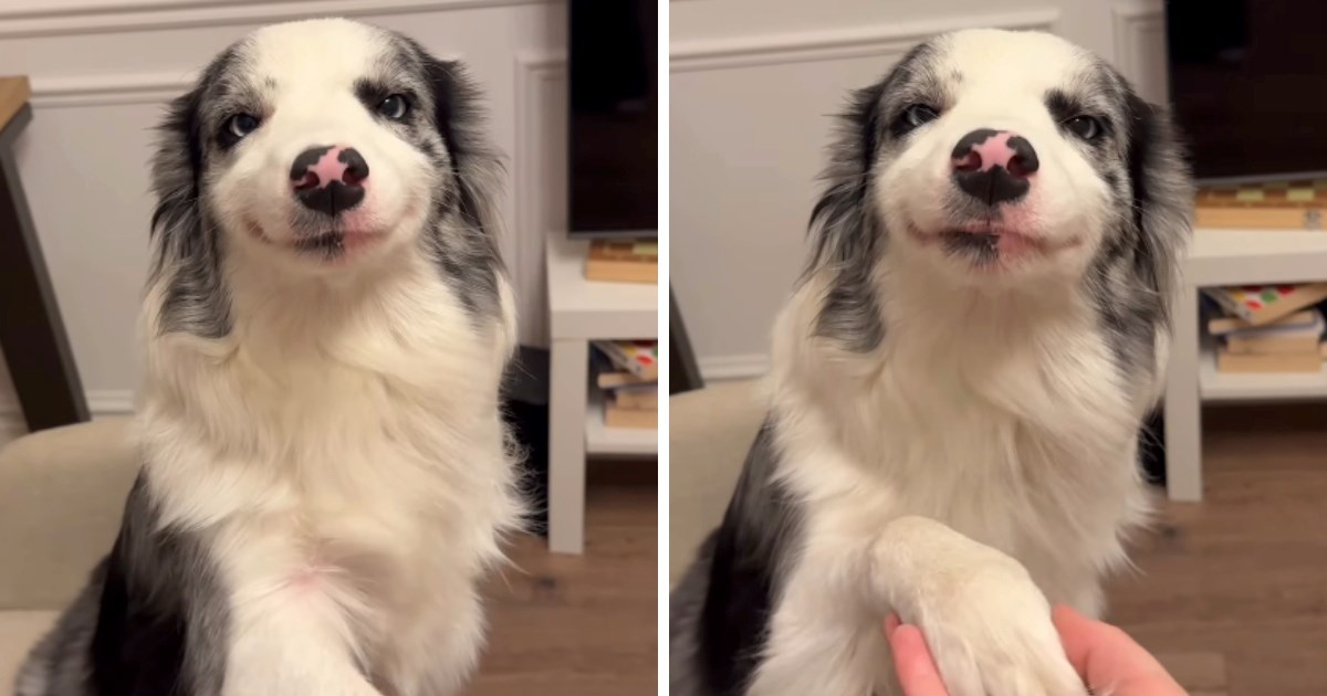 Prava dama: Preslatko ponašanje ovčarke koja vlasnici daje šapu mami osmijeh na lice