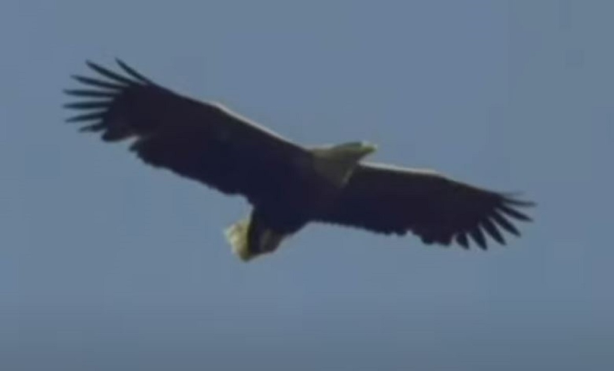 Orlovi štekavci viđeni kod poznatog jezera prvi put nakon više od 100 godina