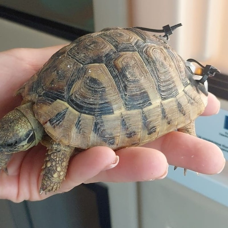 Kornjača nastradala dok je prelazila cestu, dobri ljudi su stali i pomogli joj