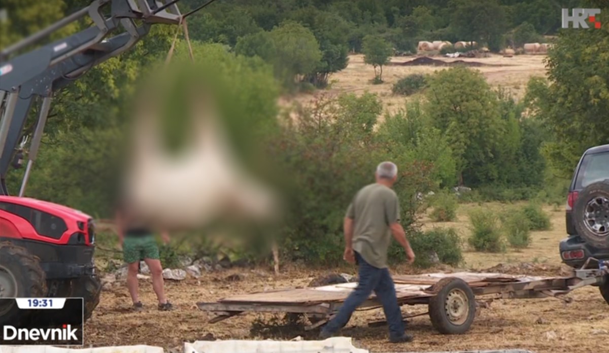 Masovni pomor krava u Zagori. Sutra izvanredna presica, kod jedne nađena bedrenica